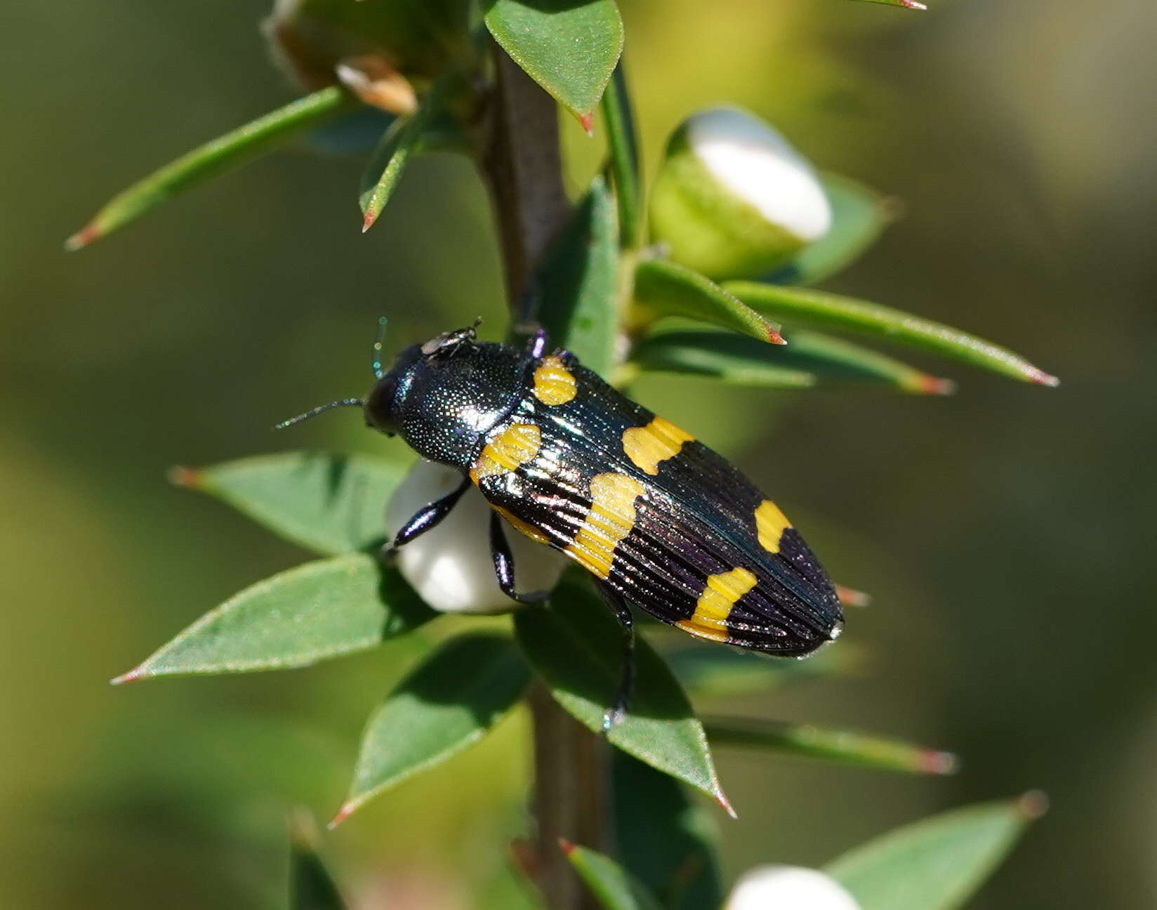 Image of Castiarina rectifasciata (Saunders 1868)