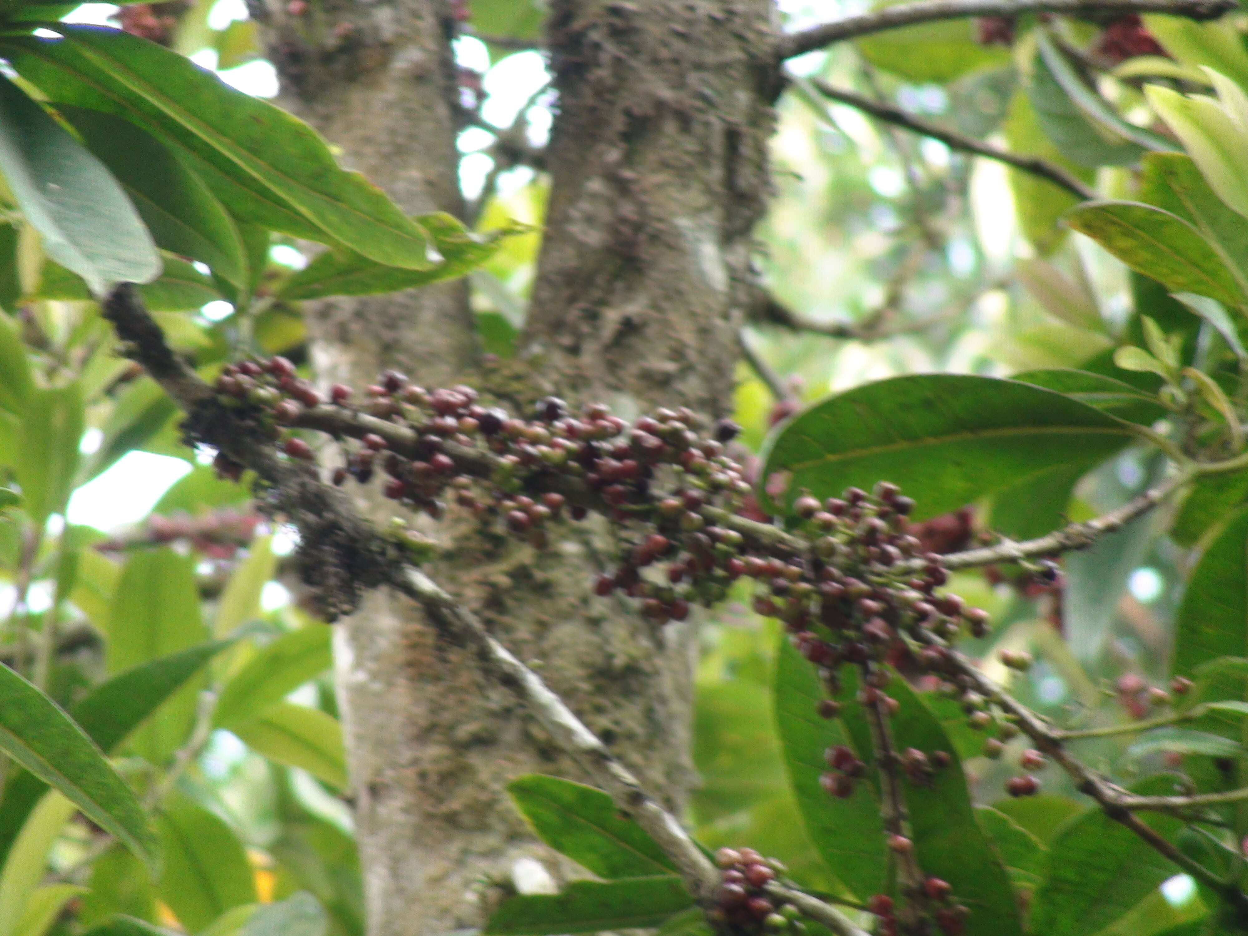 Слика од Syzygium nervosum DC.