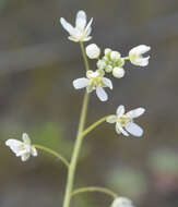 Image of sandweed