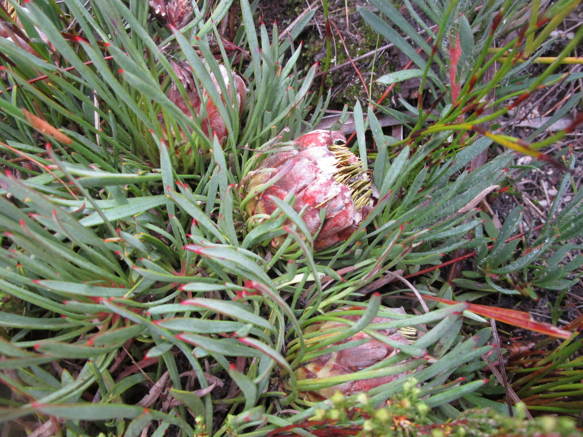 Image of Protea montana E. Mey. ex Meissn.