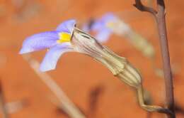 Image of Lobelia heterophylla Labill.