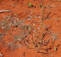 Image of Lobelia heterophylla Labill.