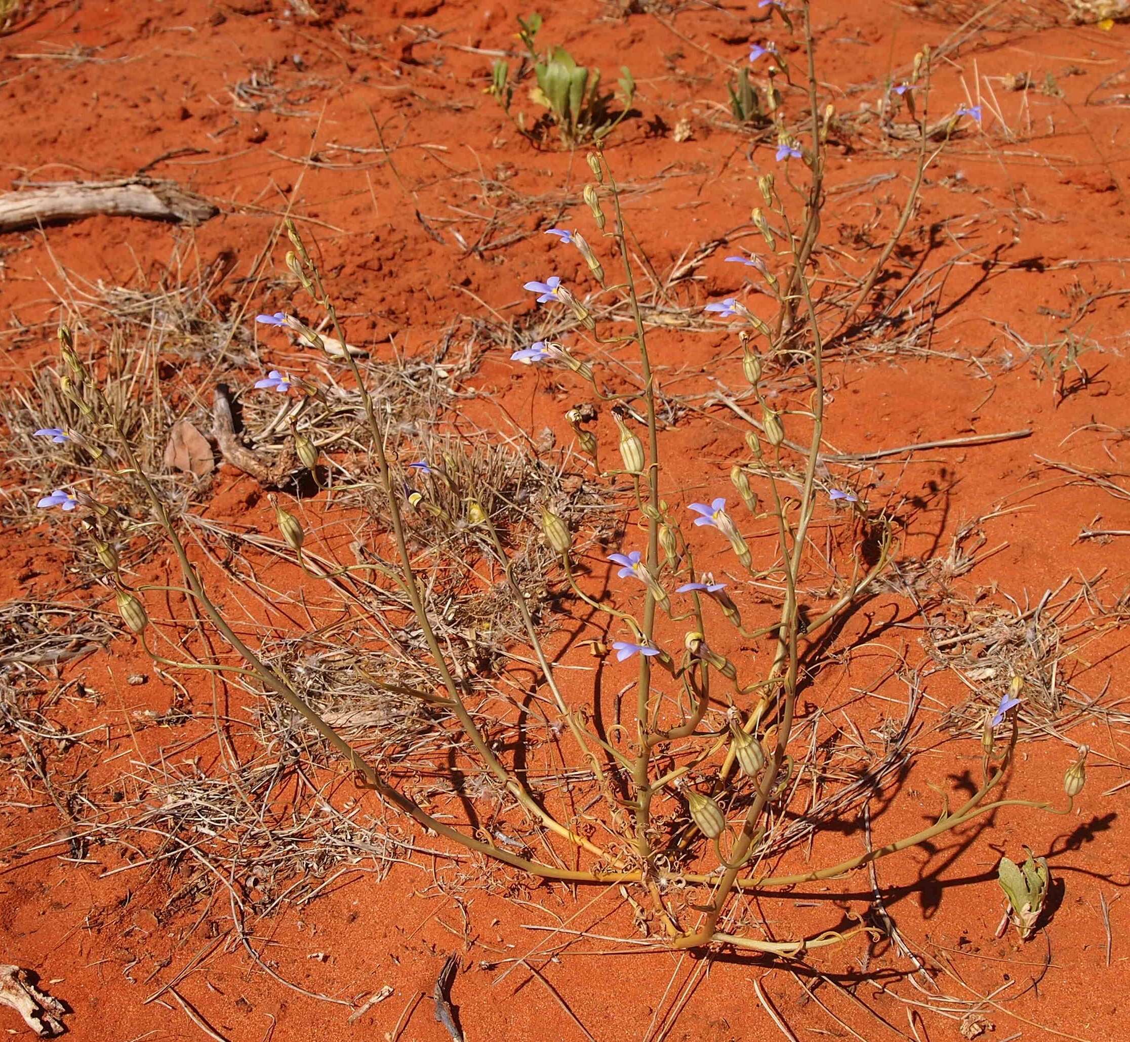 Image of Lobelia heterophylla Labill.