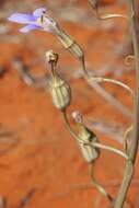 Image of Lobelia heterophylla Labill.