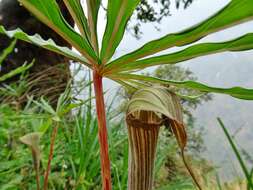 Imagem de Arisaema erubescens (Wall.) Schott