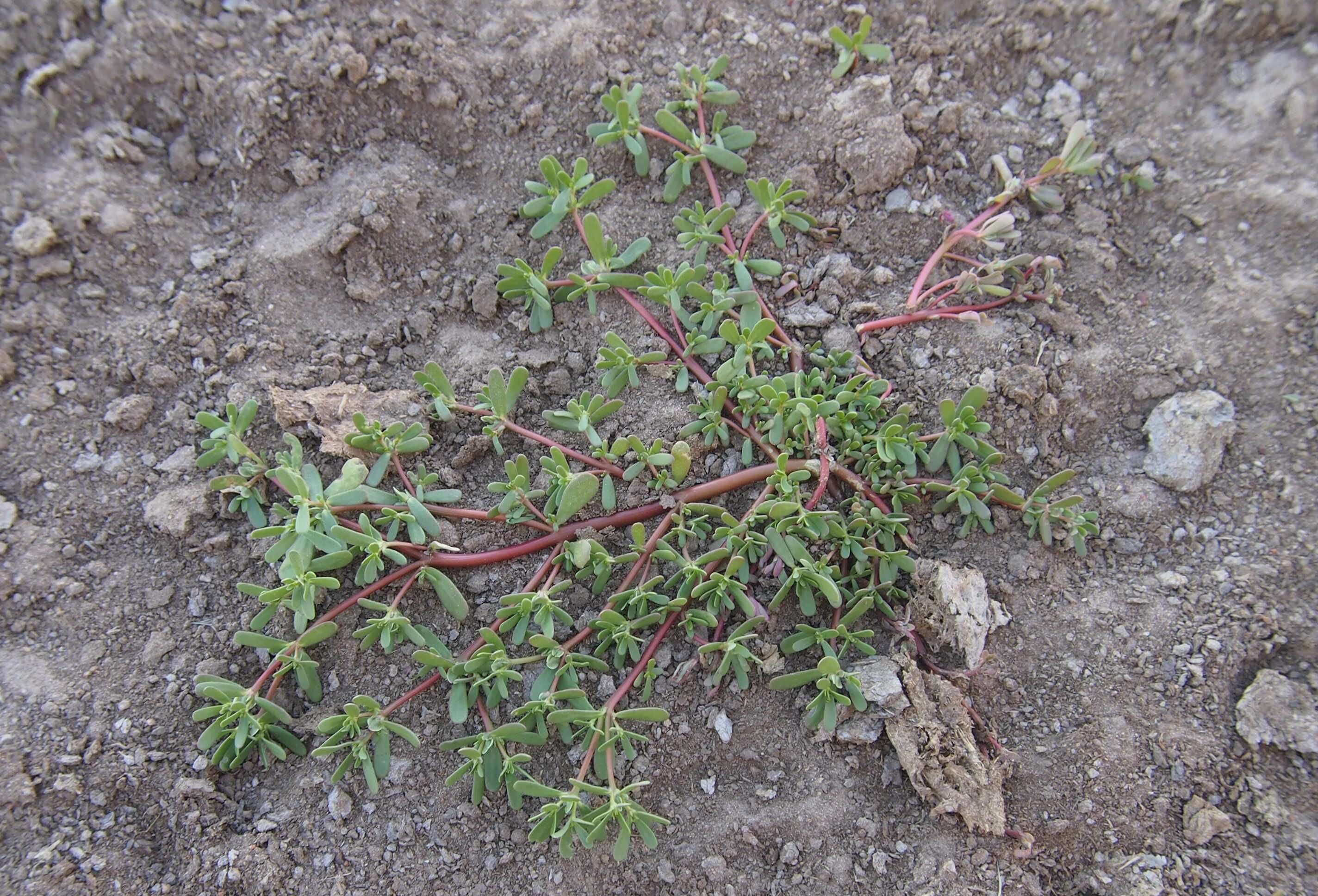 Image of Portulaca pilosa subsp. pilosa