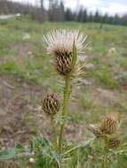 Cirsium clavatum var. americanum (A. Gray) D. J. Keil resmi