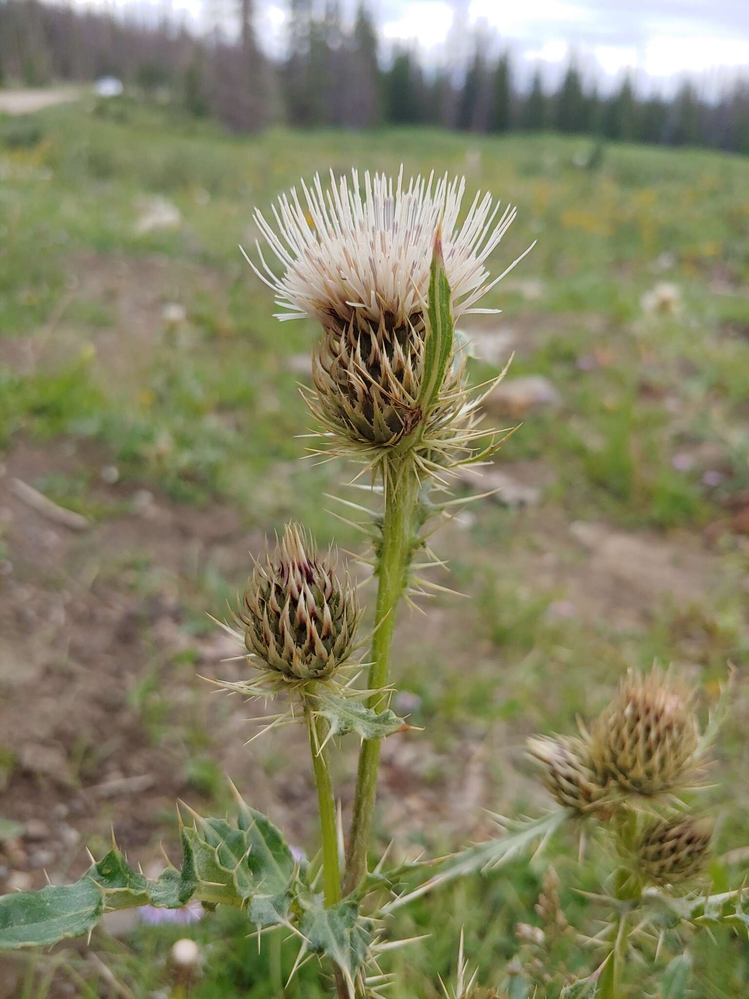 Plancia ëd Cirsium clavatum var. americanum (A. Gray) D. J. Keil