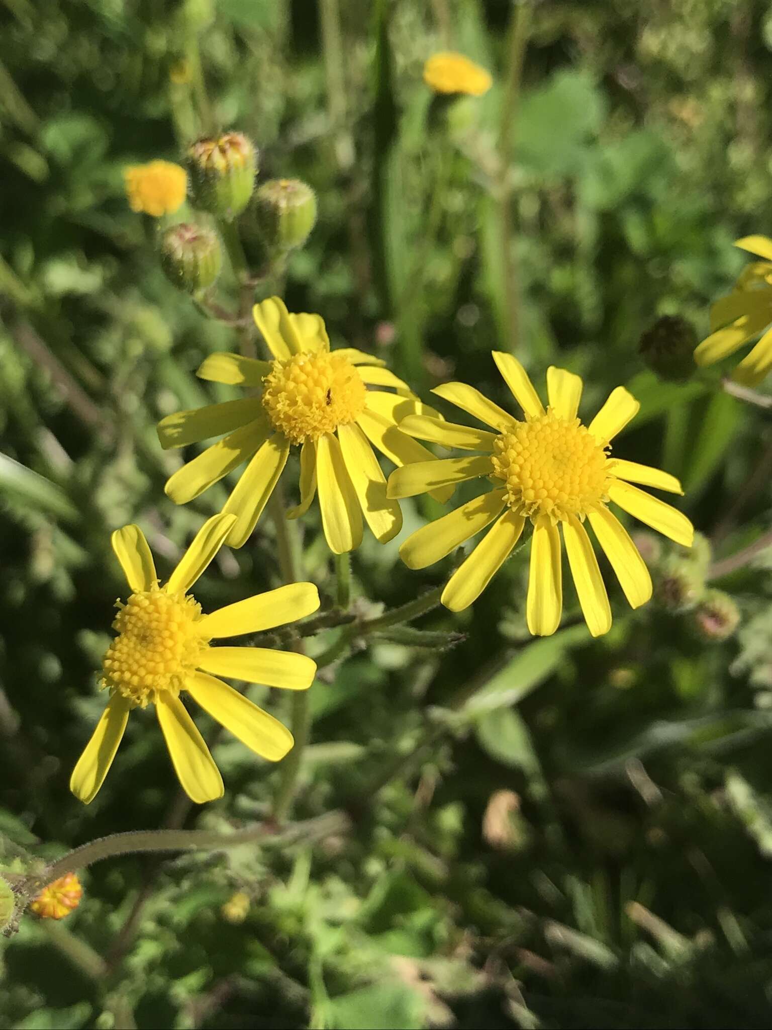 Imagem de Senecio litorosus Fourc.