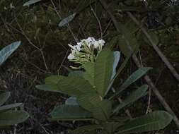 Image of Himatanthus articulatus (Vahl) R. E. Woodson