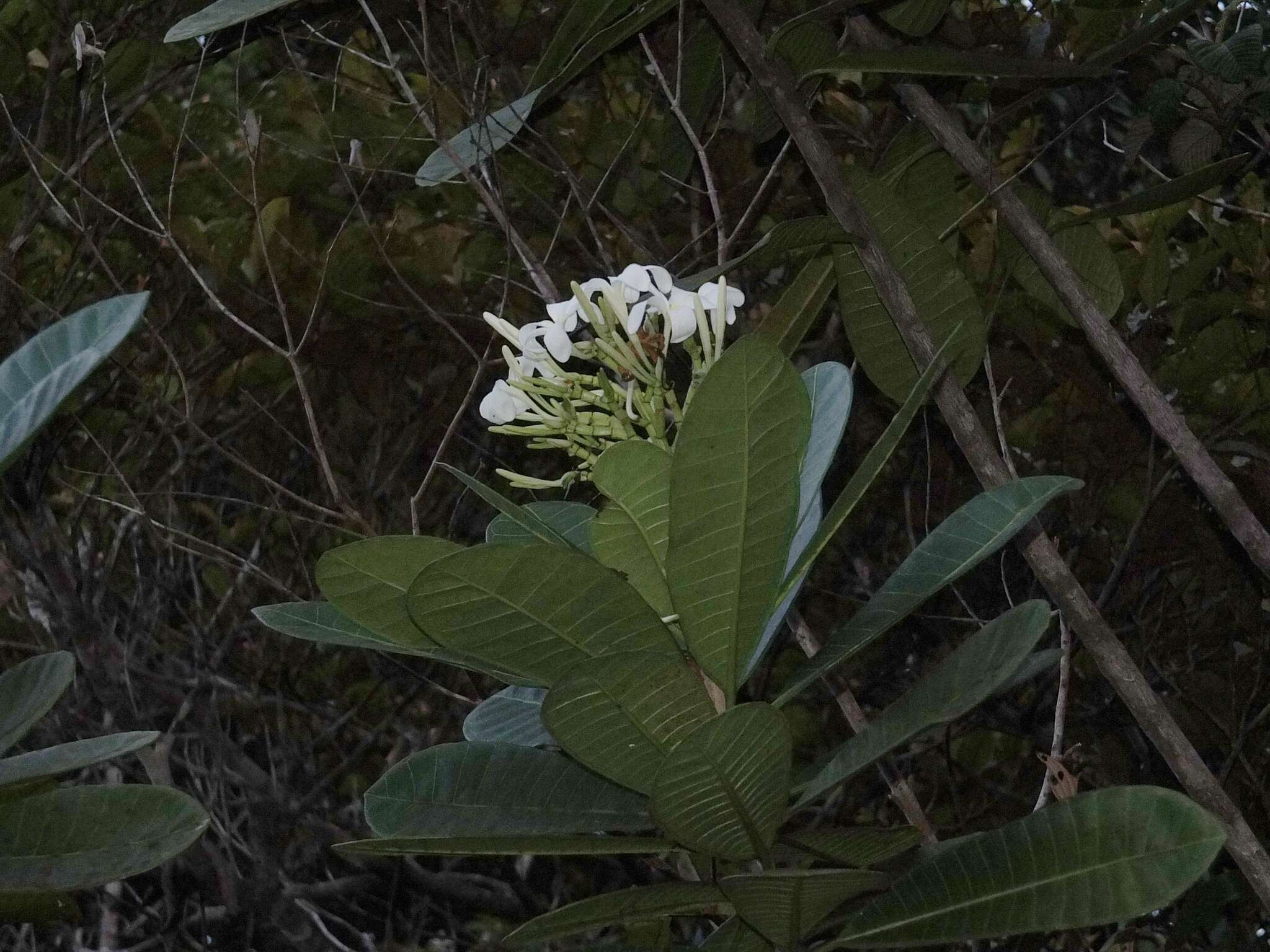 Himatanthus articulatus (Vahl) R. E. Woodson的圖片