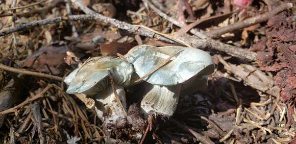 Image of Hygrophorus caeruleus O. K. Mill. 1984