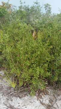 Image of scrub oak