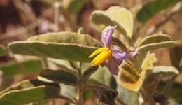 Image of Solanum centrale J. M. Black