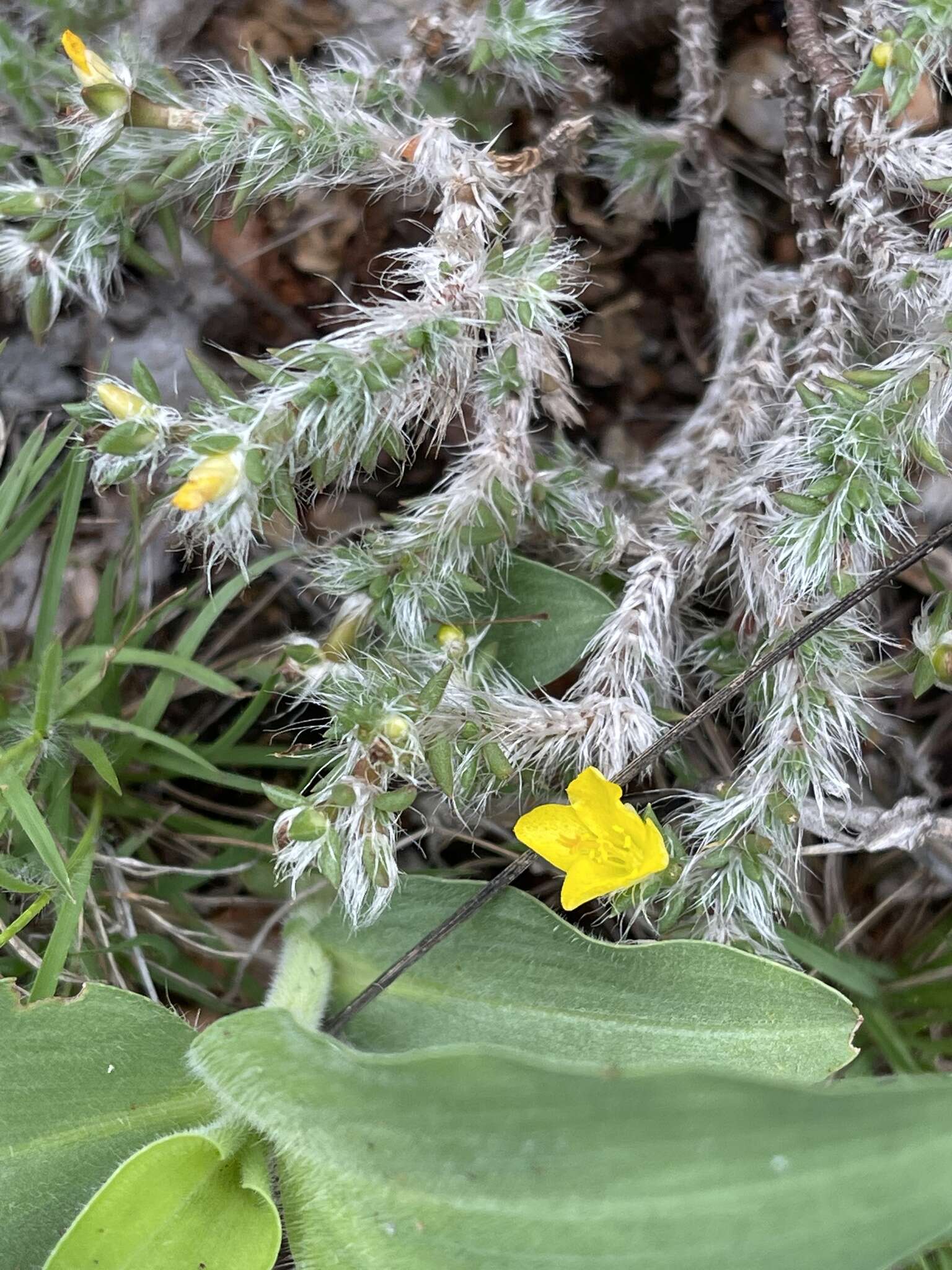 Image of Portulaca wightiana Wall.