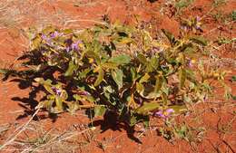 Image of Solanum centrale J. M. Black