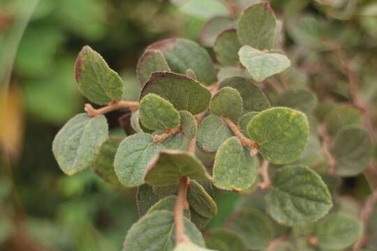 Image of Styrax faberi Perkins