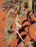 Image of Solanum centrale J. M. Black