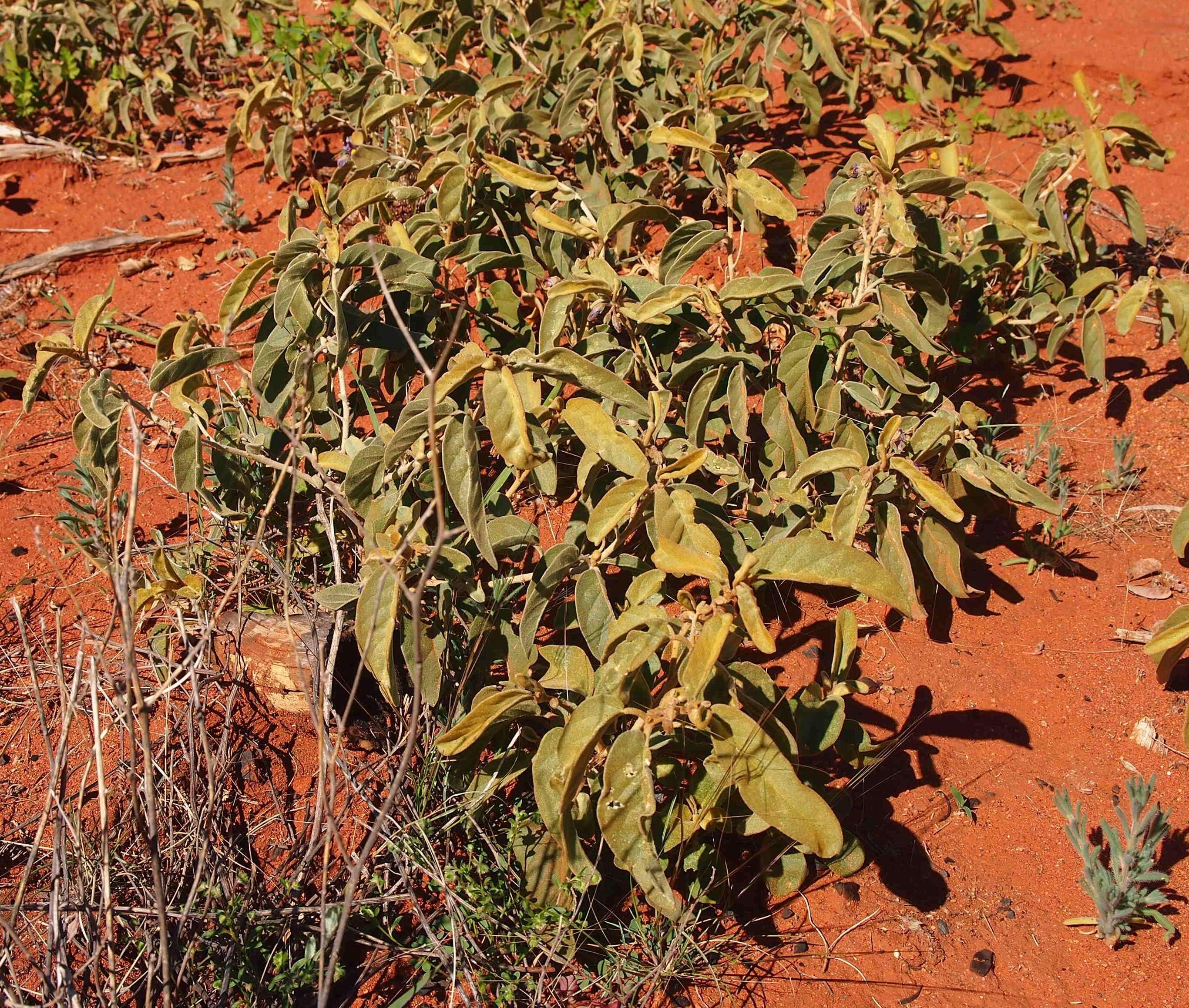 Image of Solanum centrale J. M. Black