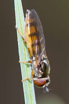 Image of Platycheirus fulviventris (Macquart 1829)