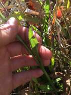 Image of October lady's tresses