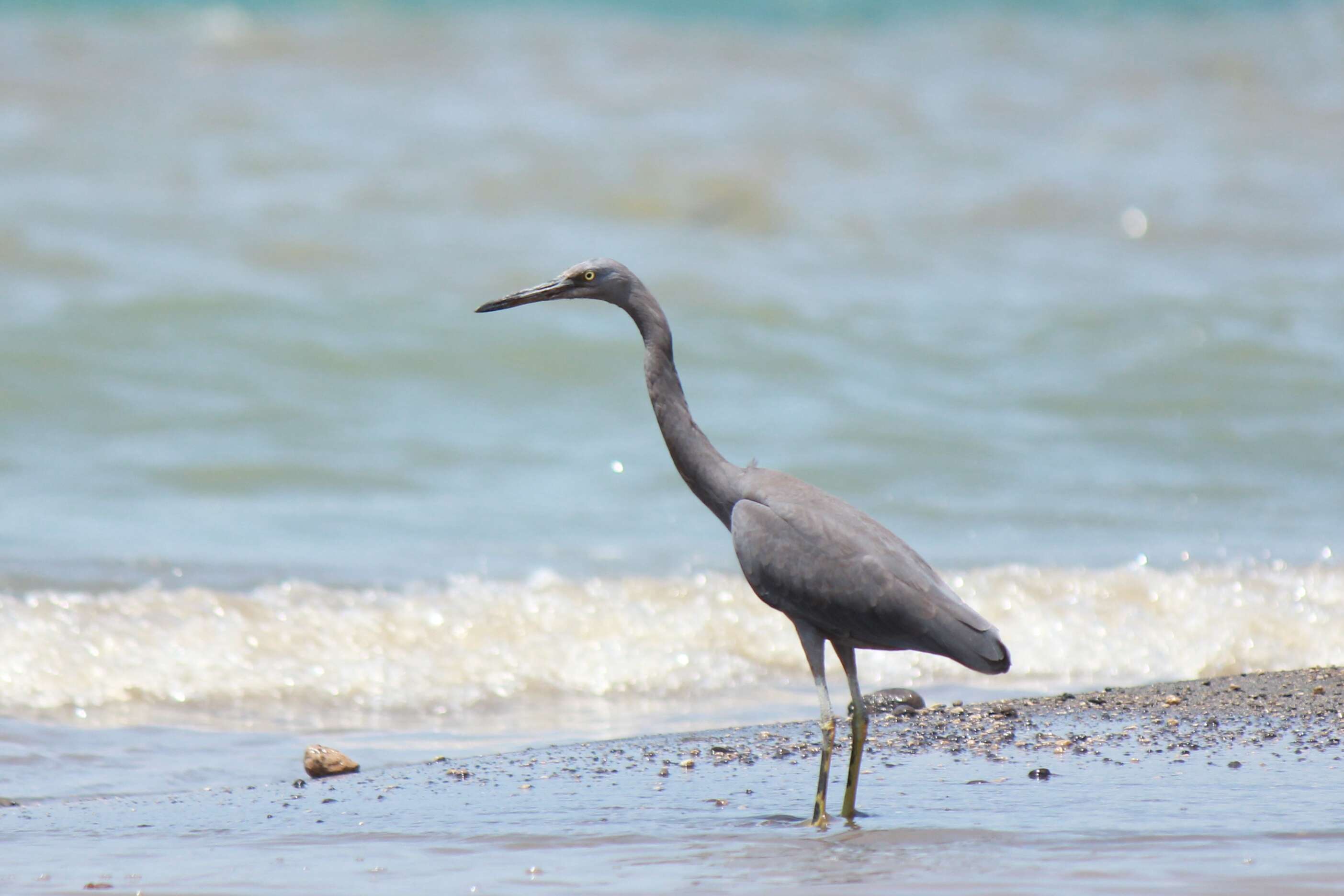 Image de Aigrette sacrée