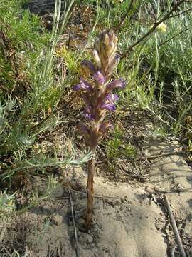 Image of Phelipanche bohemica (Celak.) J. Holub & Zazvorka