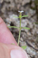 Image of Greene's starviolet