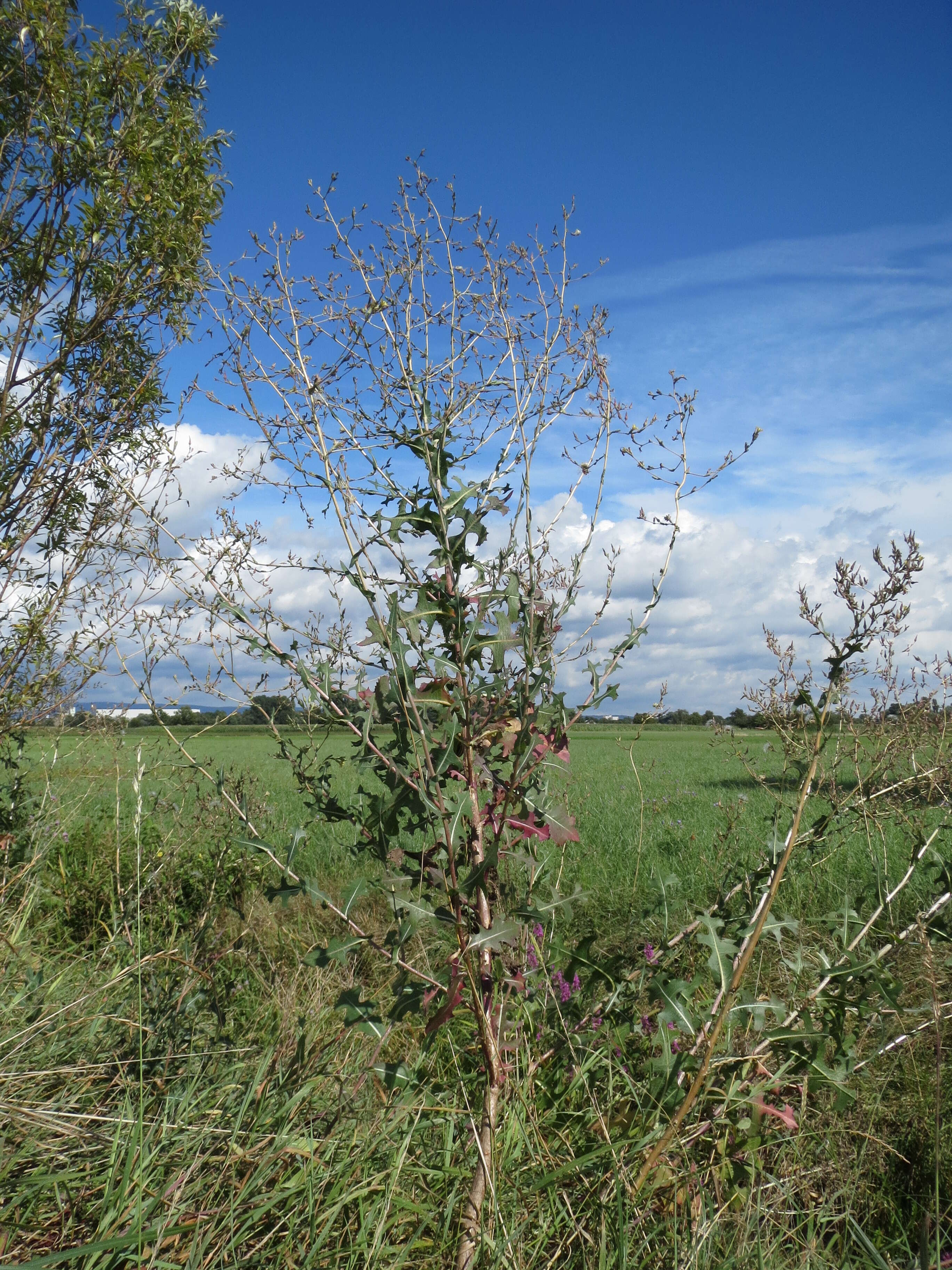 Image of prickly lettuce