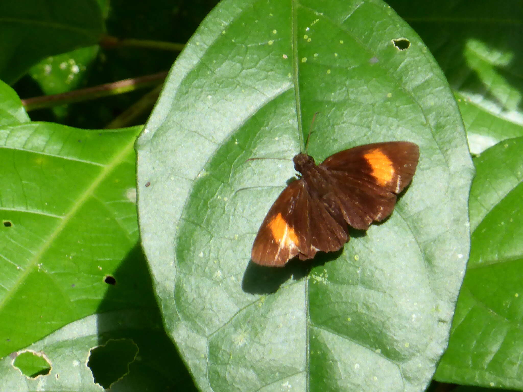 Image of Koruthaialos rubecula Plötz 1882