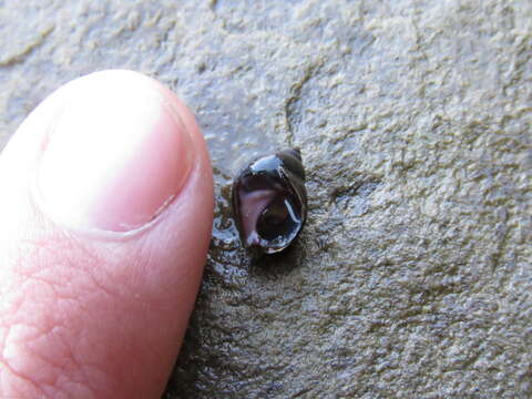 Image of eroded periwinkle