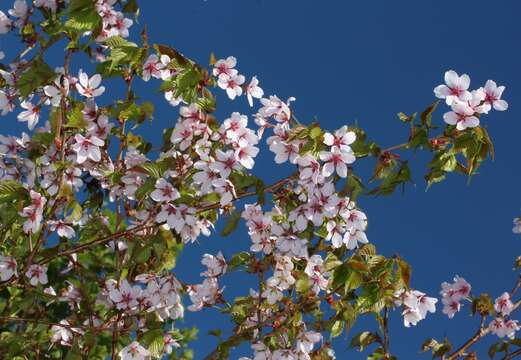 Image of Prunus nipponica Matsum.