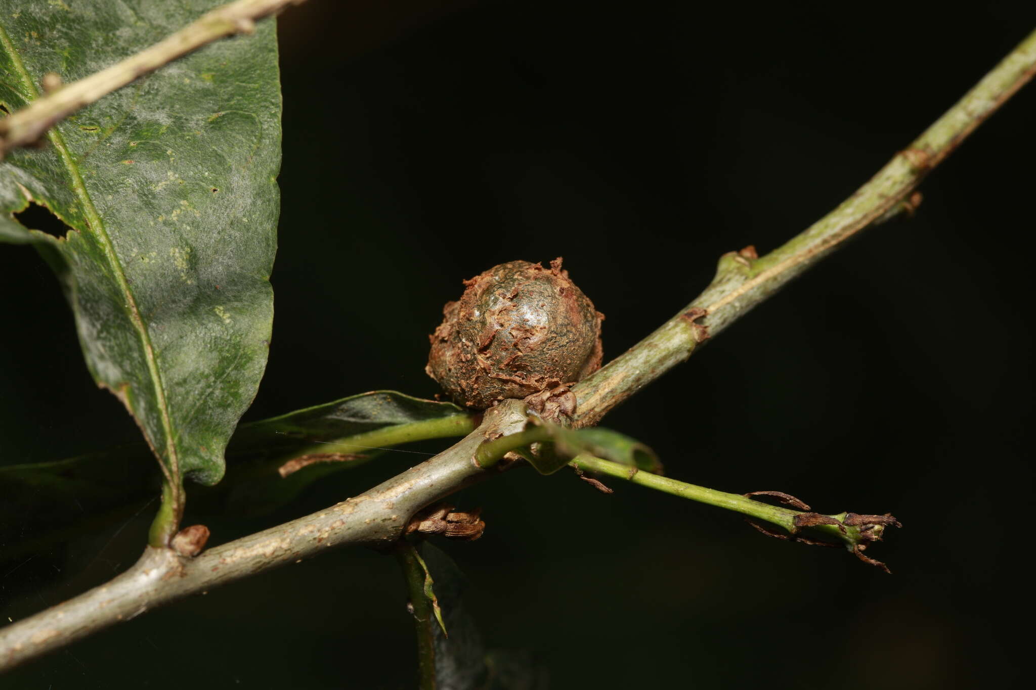 Image de <i>Andricus lignicolus</i>