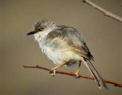 Image of Grey-breasted Prinia