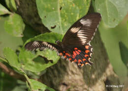 Image of Papilio polytes Linnaeus 1758