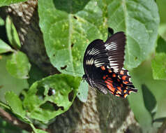 Image of Papilio polytes Linnaeus 1758