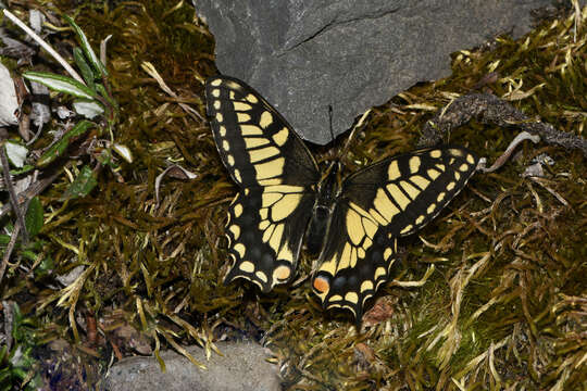 Imagem de <i>Papilio machaon aliaska</i>