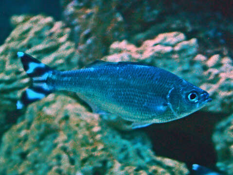 Image of Barred flagtail