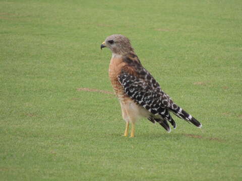 Image of Red-shouldered Hawk