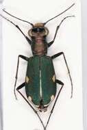 Image of Cliff tiger beetle