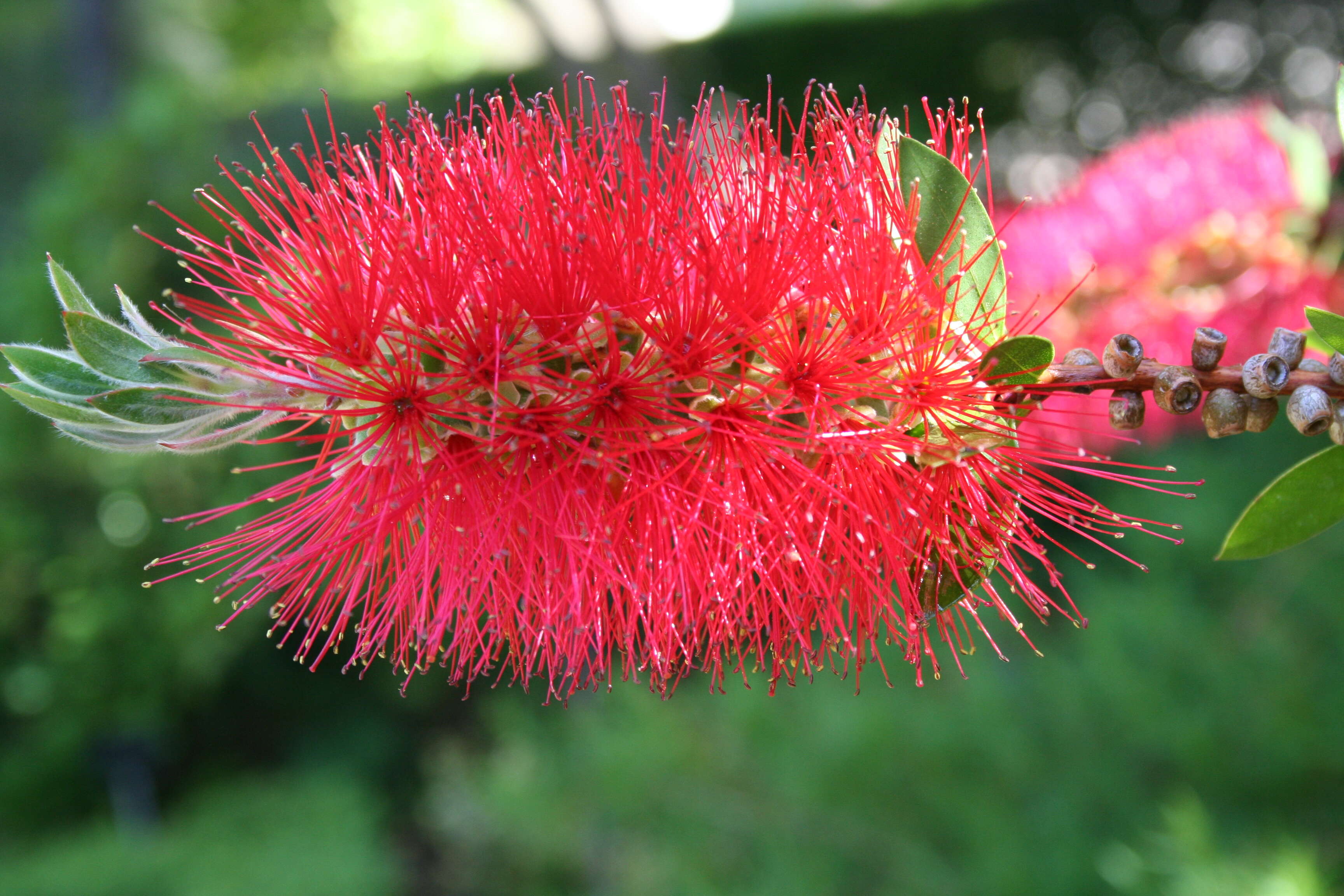 صورة Callistemon comboynensis Cheel