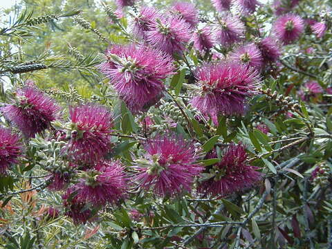 صورة Callistemon citrinus (Curtis) Skeels