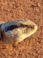 Image of Centralian Blue-Tongued Lizard