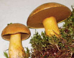 Imagem de Suillus variegatus (Sw.) Richon & Roze 1888