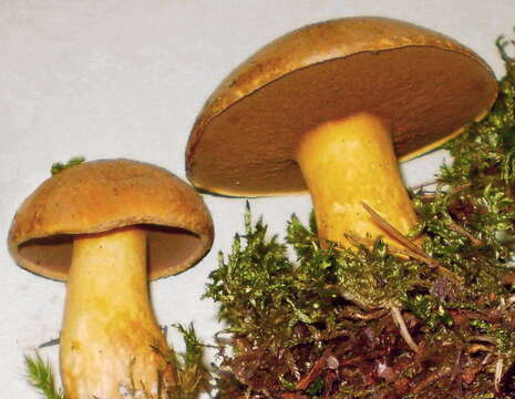 Imagem de Suillus variegatus (Sw.) Richon & Roze 1888