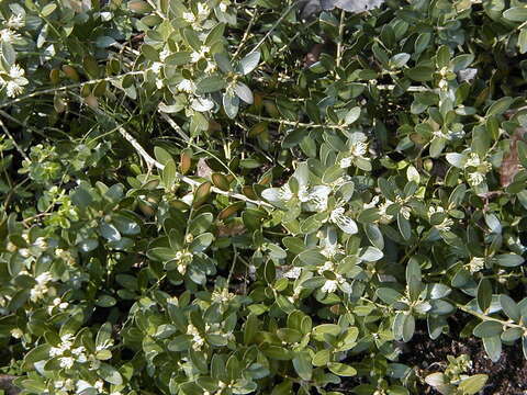 Image of Balearic boxwood