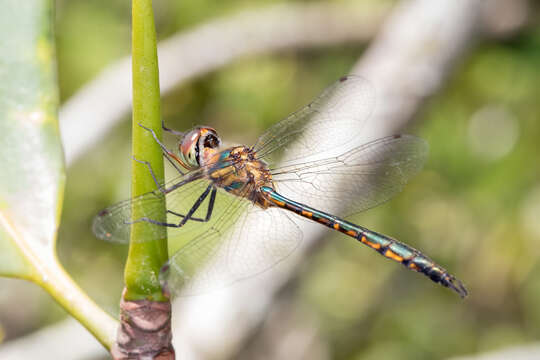 Image of Fat-bellied Emerald