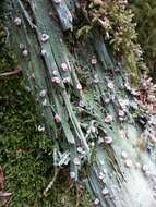 Image of peppermint drop lichen