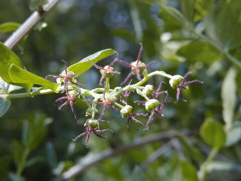 Image of Coriaria myrtifolia L.