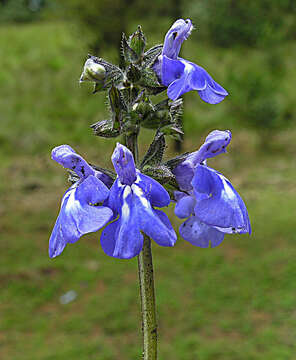 Image de Salvia thymoides Benth.